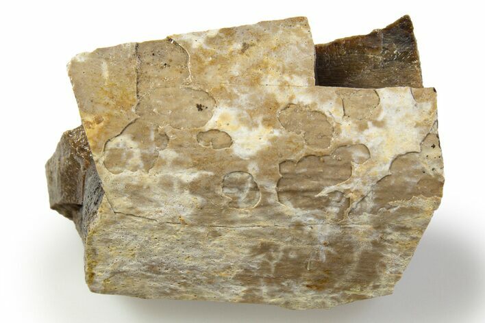 Fossil Tyrannosaur (T rex) Limb Bone Section - Wyoming #314033